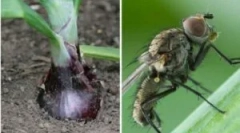 Lukovaya fly a spôsoby, ako sa s ňou zaoberať doma